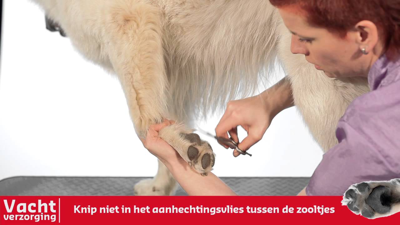 Vachtverzorging van je hond - De haren tussen de voetzooltjes knippen - Wat Te Doen Aan Schaafwond