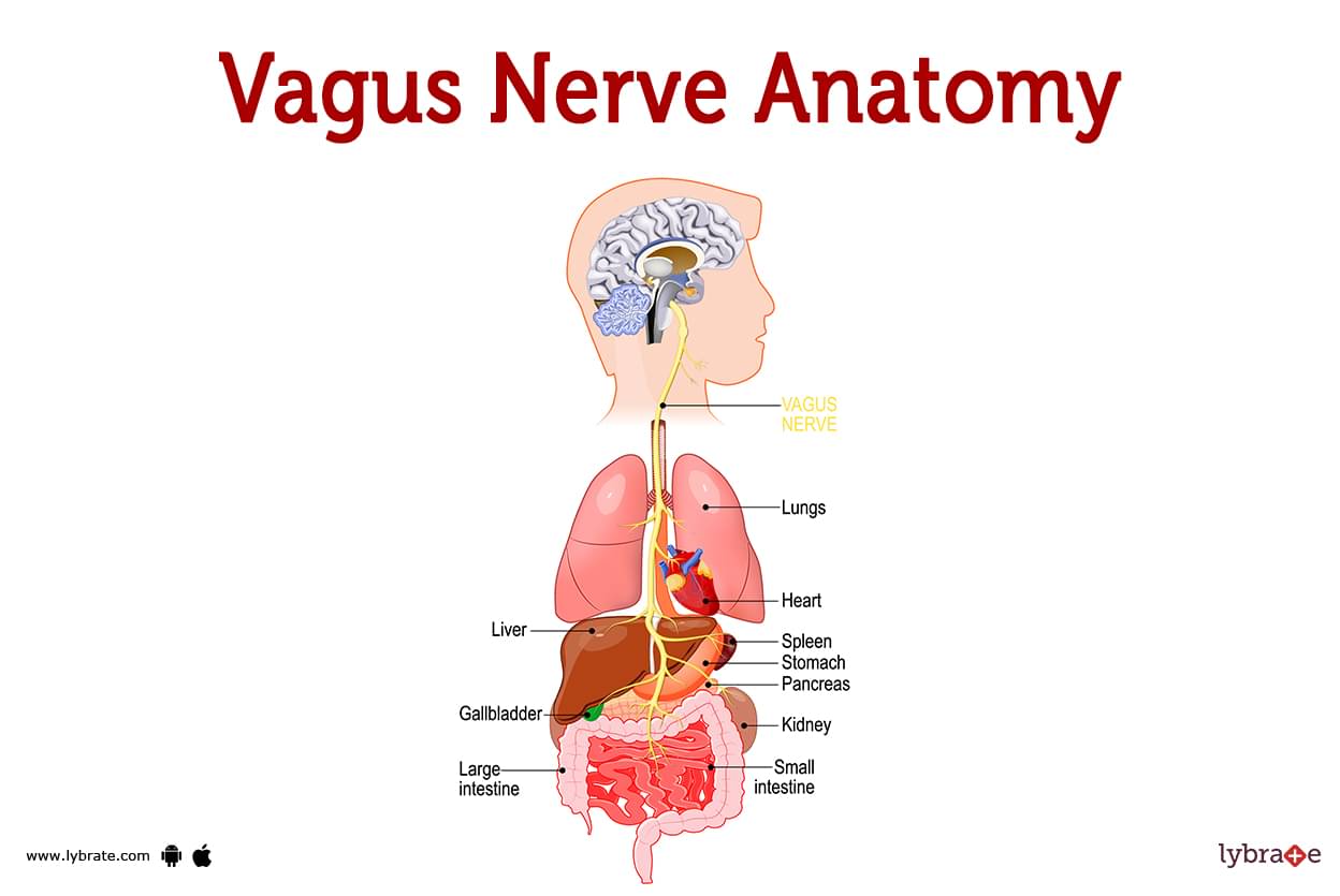 Vagus Nerve Cartoon - Hoe Loopt De Nervus Vagus