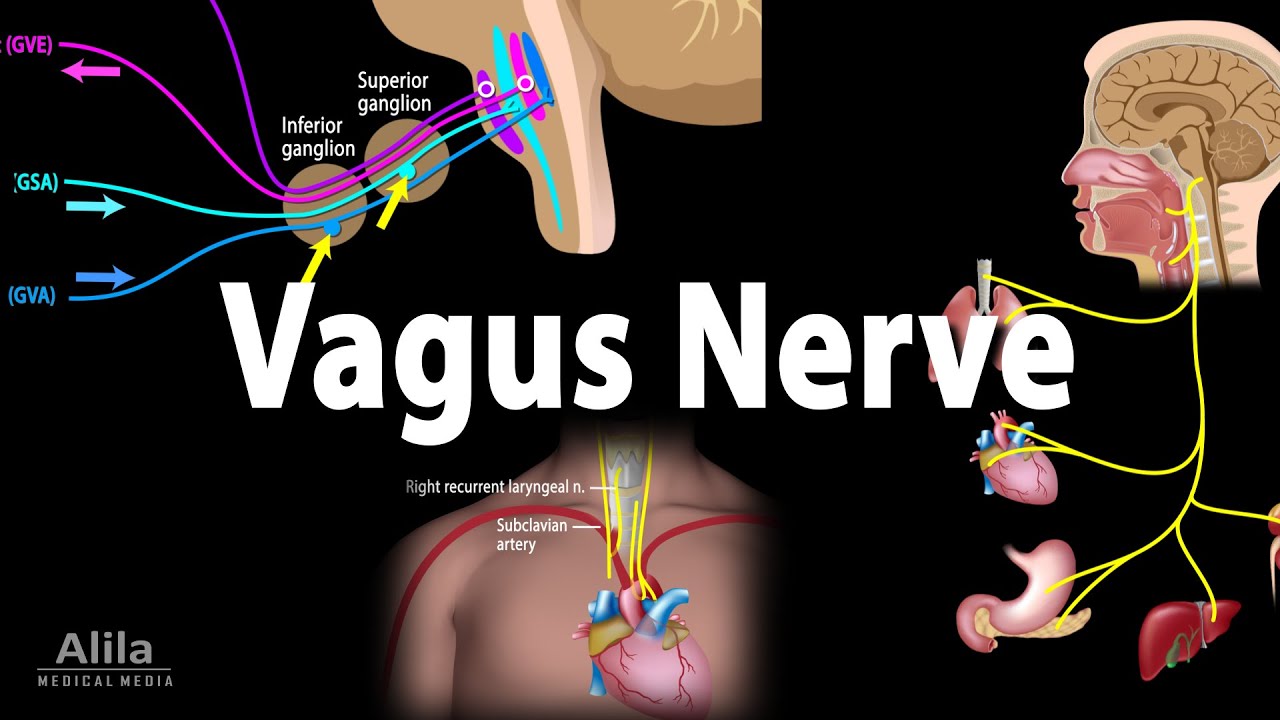 Hoe Loopt De Nervus Vagus