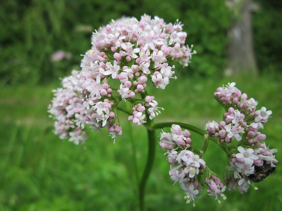 Planten Uit Het Tropisch Regenwoud
