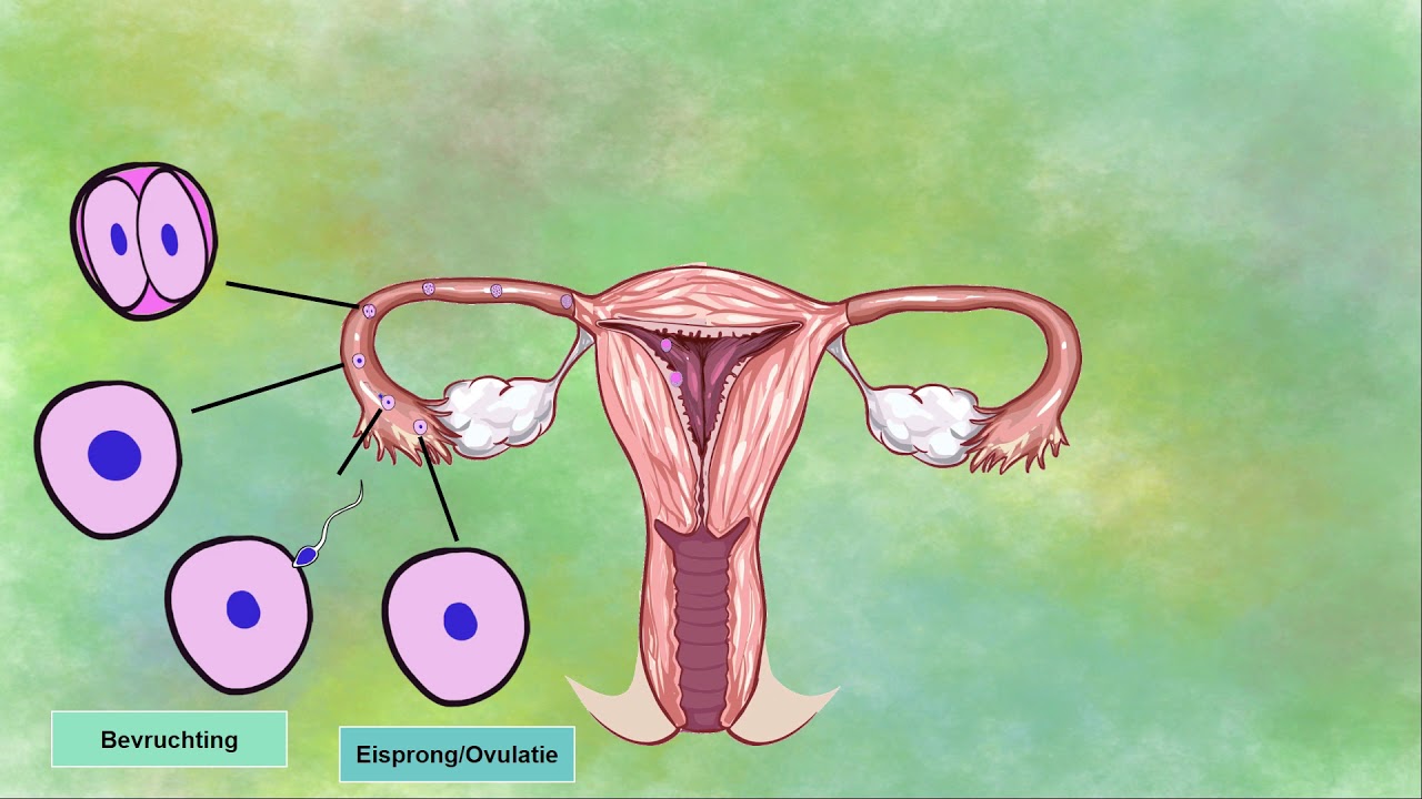 Van Bevruchting tot Foetus - YouTube - Wanneer Vindt De Bevruchting Plaats