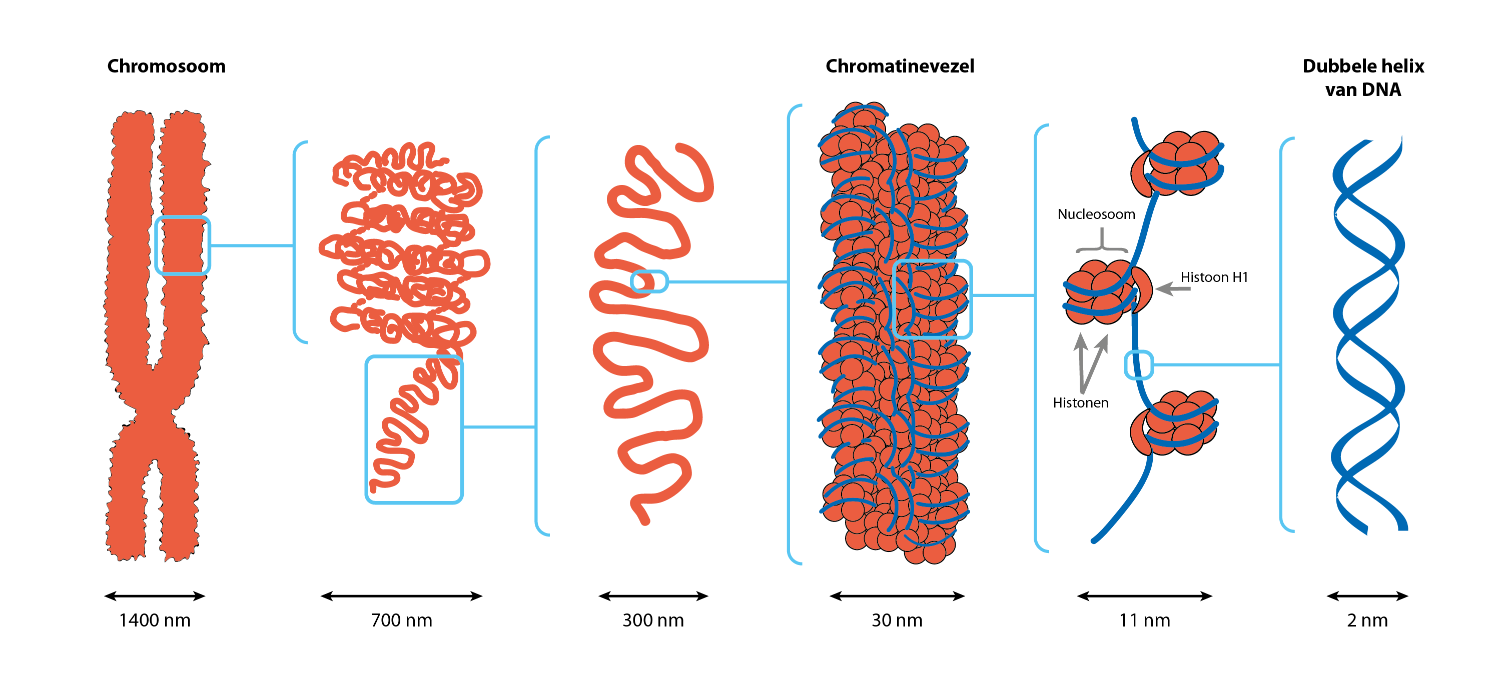 Van chromosoom naar genenkaart – NNID.nl - Uit Welke Stof Bestaan Chromosomen Voor Een Groot Deel