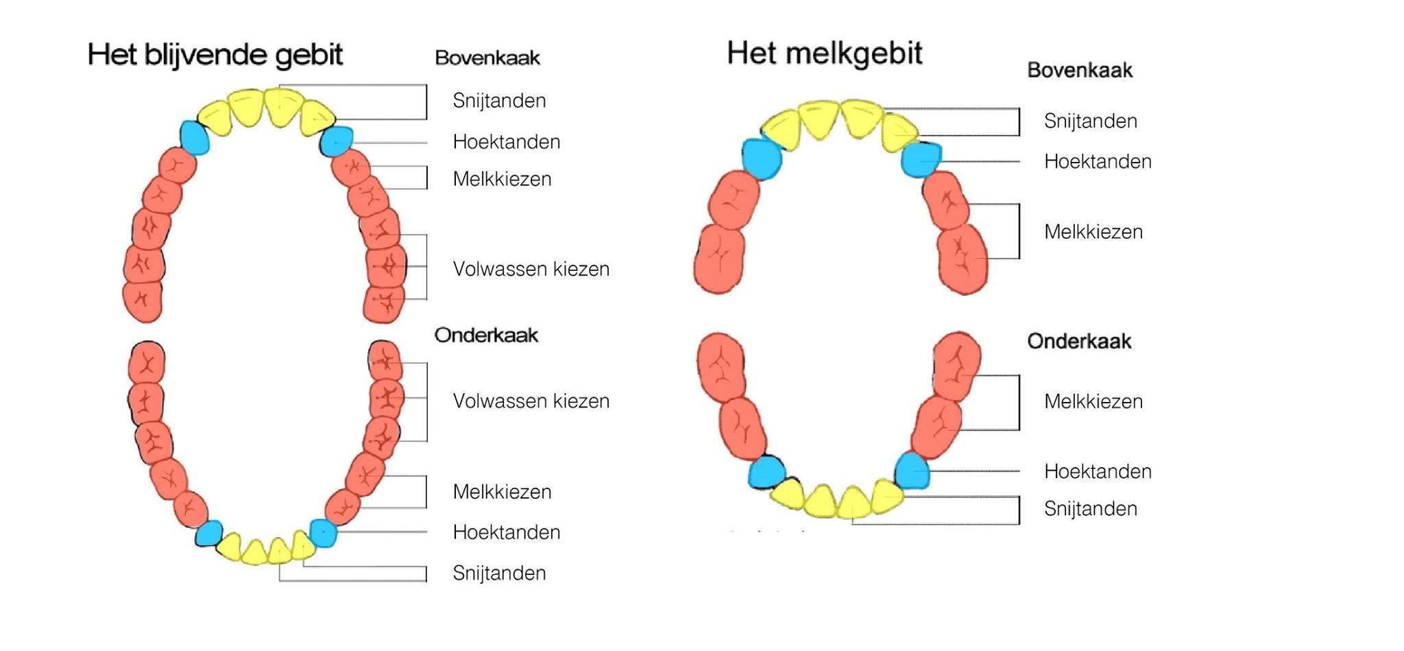 Van melk naar volwassen gebit: soorten tanden. | Tanden, Menselijk - Wanneer Heeft Een Volwassen Koorts