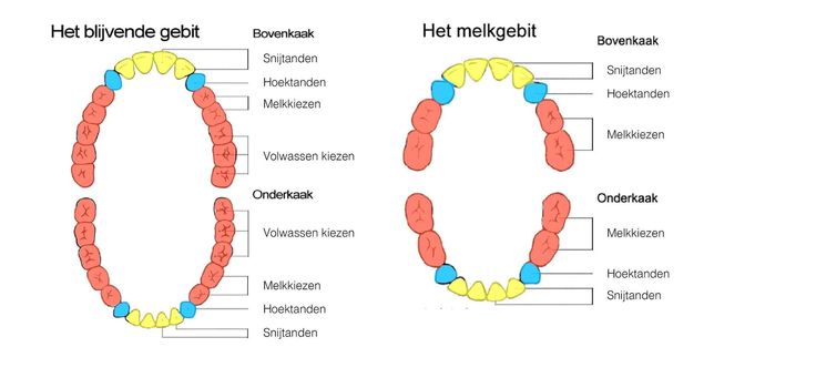 Van melk naar volwassen gebit: soorten tanden. | Tanden, Menselijk - Hoeveel Tanden Heeft Een Volwassen Mens