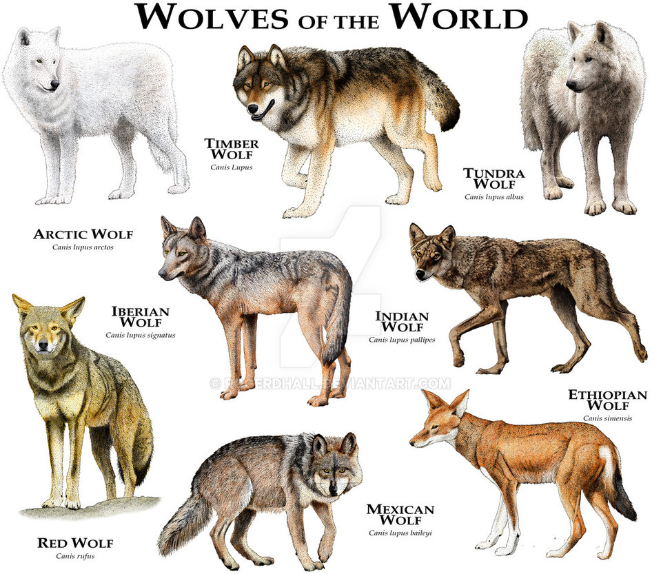 Various Types of Wolves - For The Love Of Wolves - Hoeveel Wolven Zijn Er In Nederland 2024
