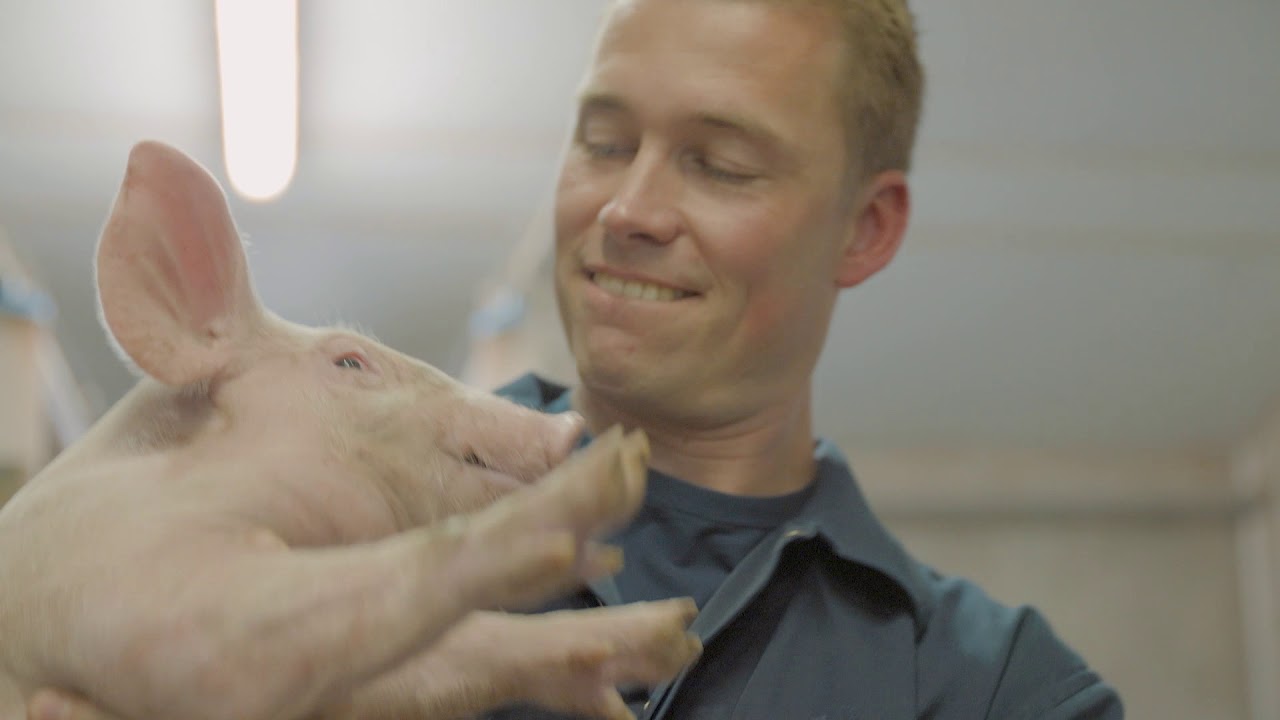Varkenshouderij maatschap Jongen - YouTube - Het Slaat Als Een Tang Op Een Varken