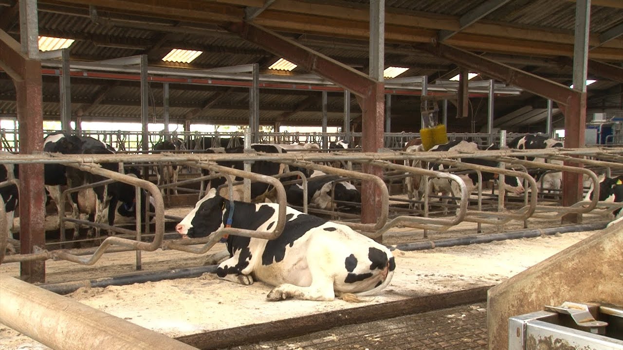 Varkenstal omgebouwd tot koeienstal - Melkvee.nl - YouTube - Hoeveel Melk Geeft Een Koe Per Jaar