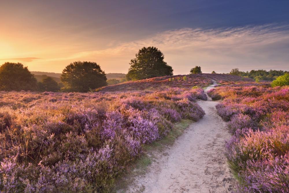 Veluwe, Netherlands - The Netherlands Photo (41490963) - Fanpop - Fietsen In Park De Hoge Veluwe