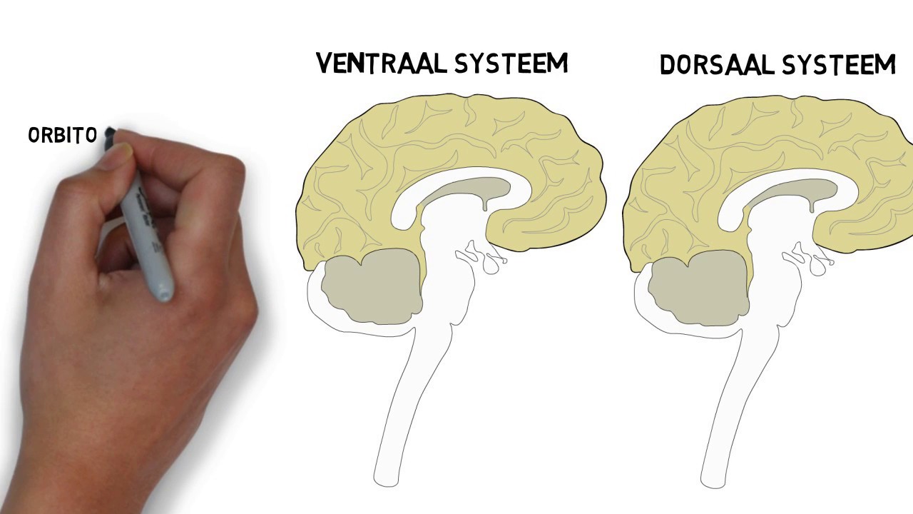 Ventraal en dorsaal systeem - YouTube - Aspecifieke Witte Stof Afwijkingen Hersenen