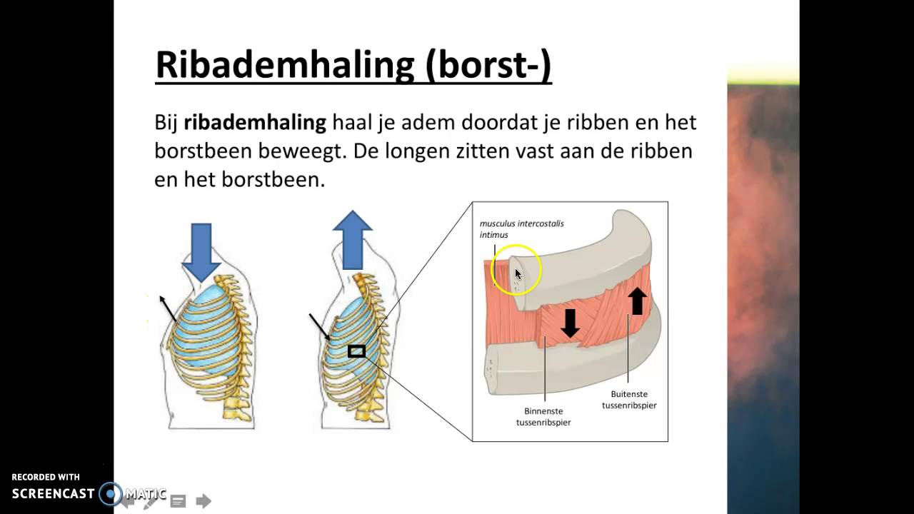 Verbranding en ademhaling - Ademhalen - YouTube - Pijn Op Borst Bij Ademen