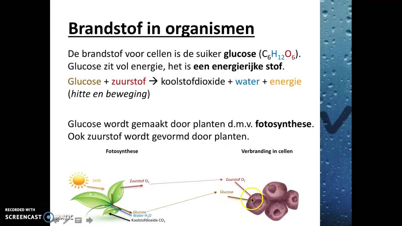 Verbranding en ademhaling - Verbranding in organismen - YouTube - Vindt In Je Oog Verbranding Plaats