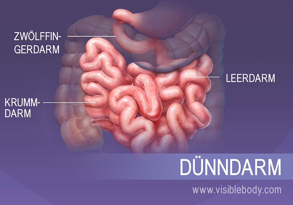 Verdauungssystem 10 Fakten - Hoe Lang Is Dunne Darm