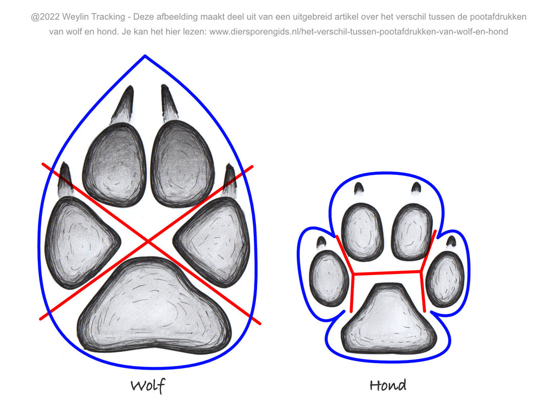 Welke Hond Lijkt Op Een Wolf