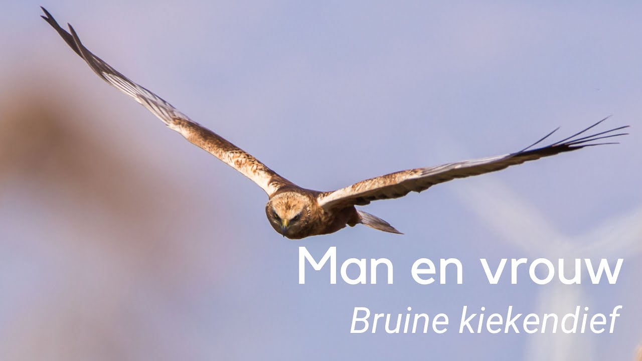 Verschil tussen mannetje en vrouwtje bruine kiekendief #1214 - YouTube - Verschil Bruine En Witte Suiker