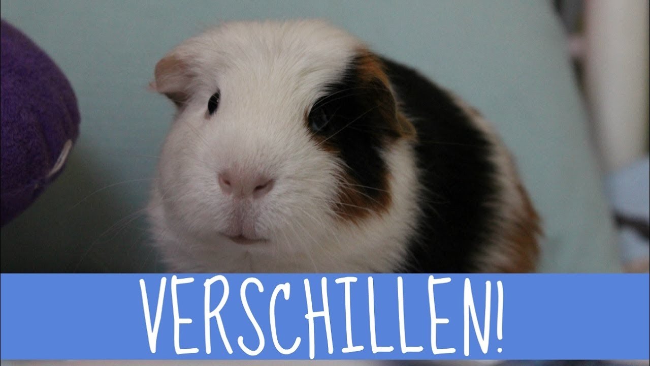 VERSCHIL TUSSEN MANNETJES EN VROUWTJES CAVIA'S! - YouTube - Verschil Man En Vrouw Denken
