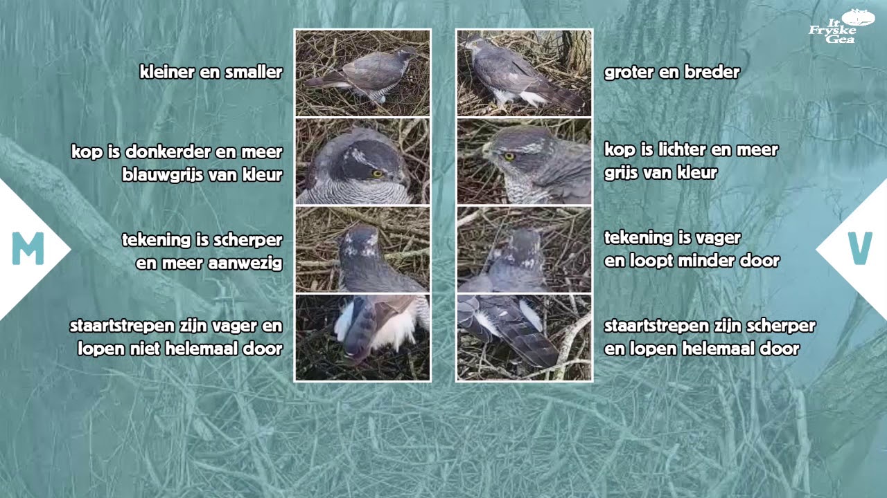 Hoe Lang Broedt Een Kwartel