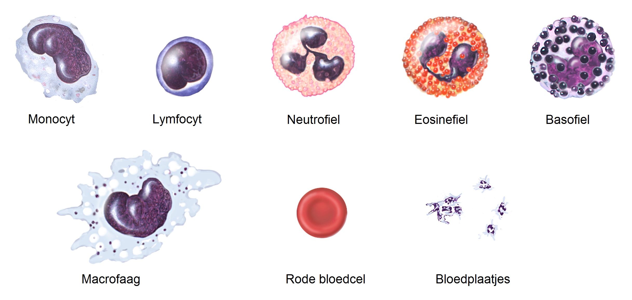 Wat Is De Functie Van Bloedplasma