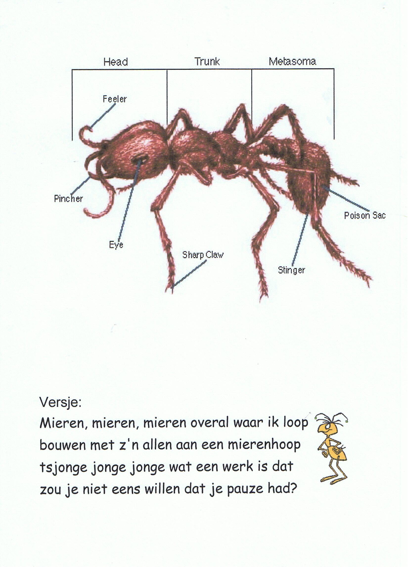 versje over mieren Kindergarten Themes, Bug Crafts, Bugs And Insects - Wat Is Het Nut Van Mieren