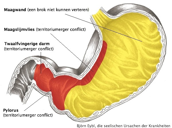 Vertrouw je Lichaam - Maagslijmvlies, pylorus en twaalvingerige darm - Wat Is De Functie Van De Twaalfvingerige Darm