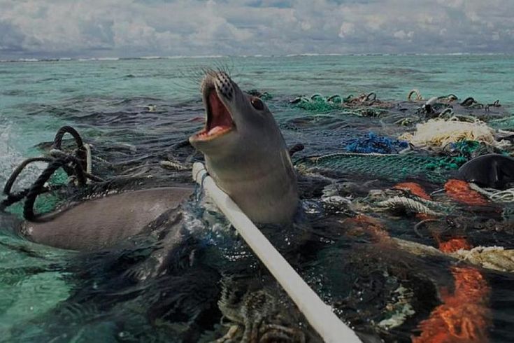 Welke Grote Vleeseter Is Verzot Op Zeehonden En Walrussen