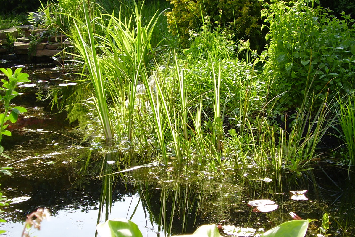 Vijverplanten kopen voor helder water: Tips en info - Hoe Is Een Moerasplant Aangepast Aan Zijn Omgeving