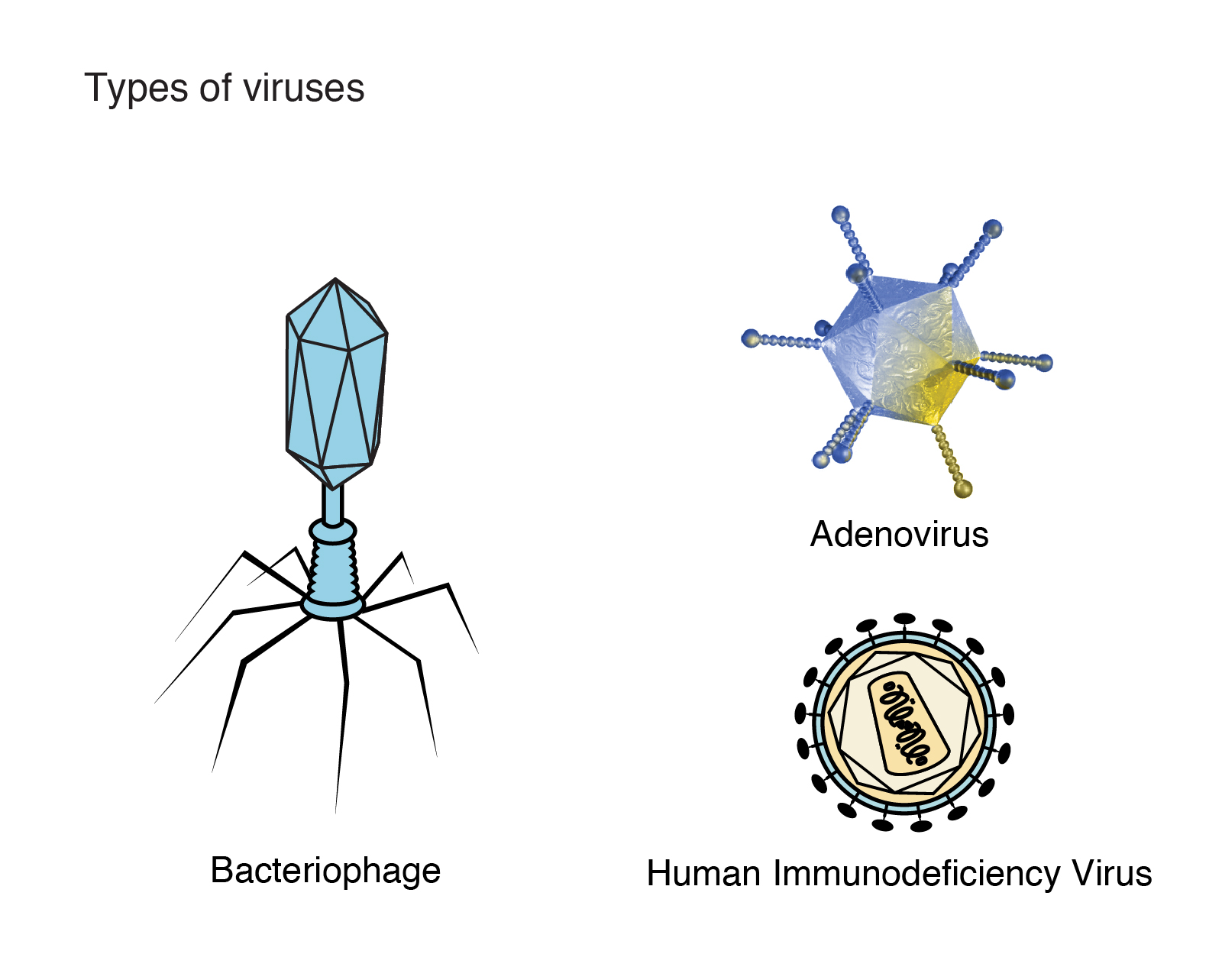 Virus | Ms. Bloom's Science Room - Hoe Groot Is Een Virus