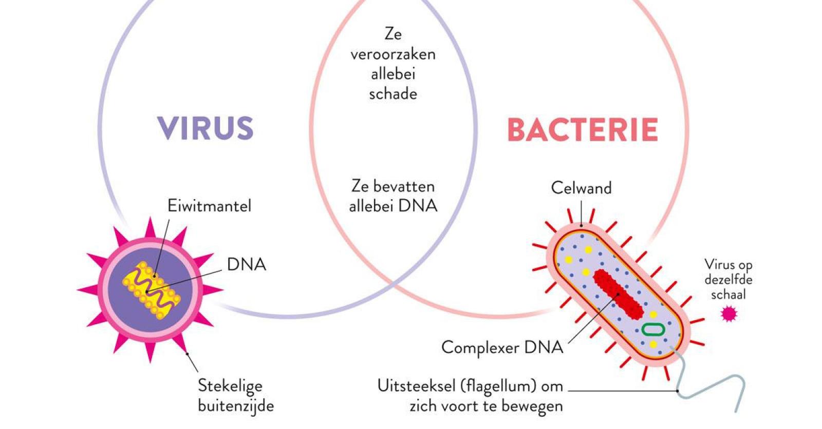 Verschil Tussen Virus En Bacterie