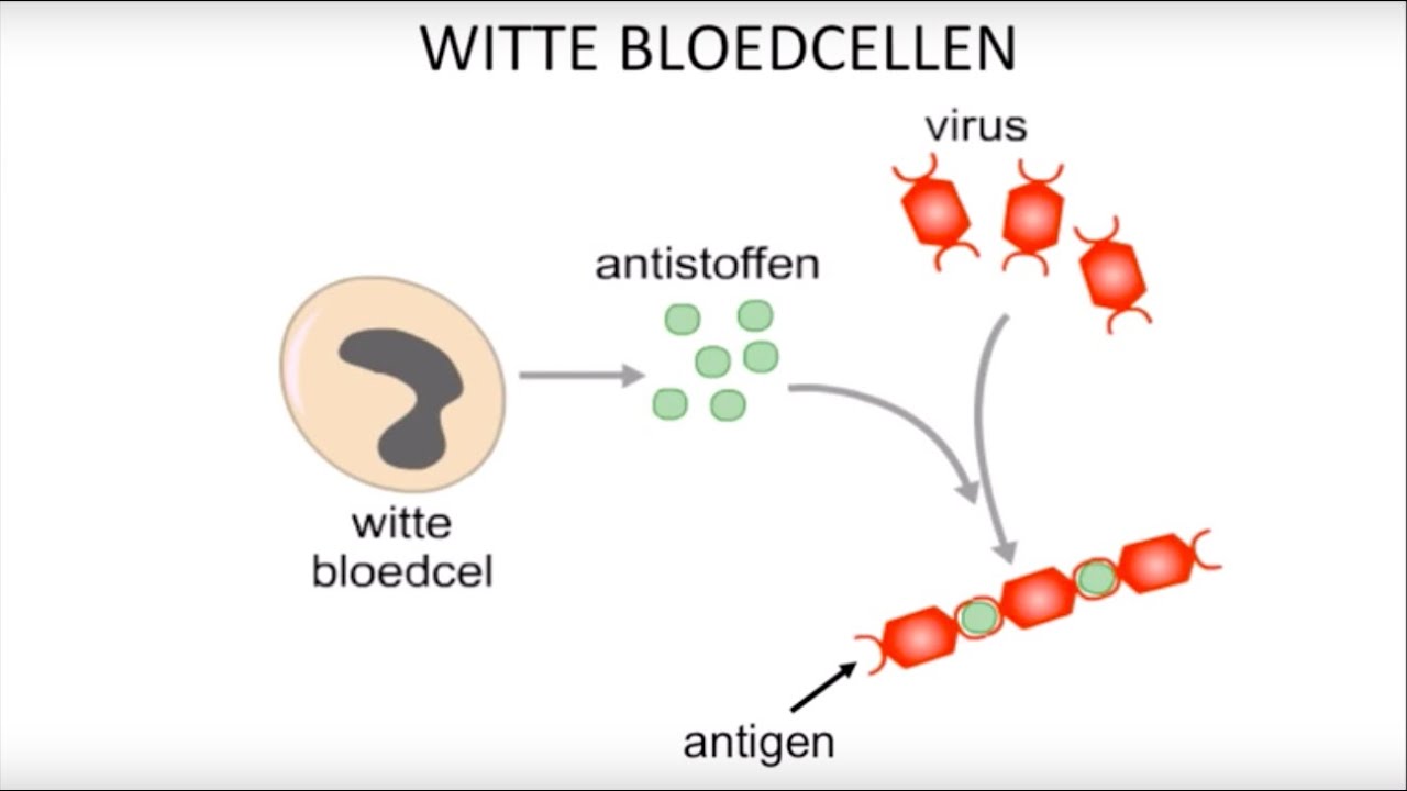 Virussen, bacteriën, witte bloedcellen en inentingen - YouTube - Lichaam Maakt Geen Rode Bloedcellen Aan