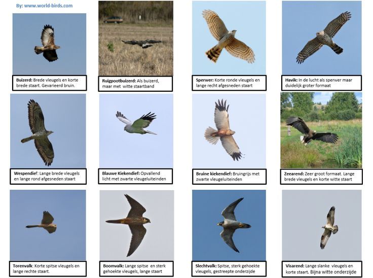 Vliegende rovers | Vogels, Roofvogels, Dieren - Roofvogels Herkennen In De Lucht