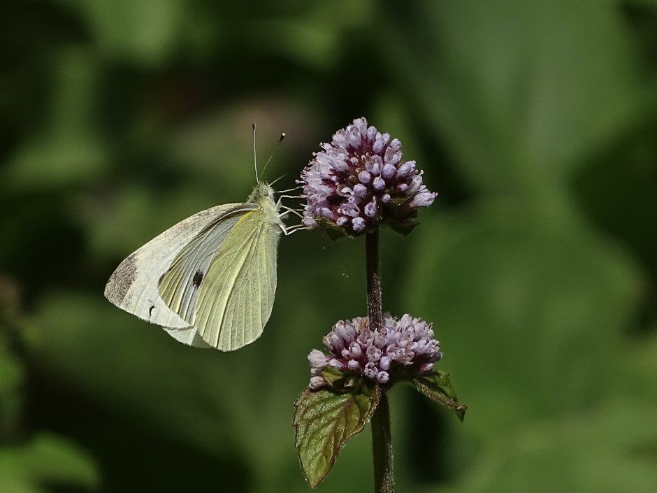 vlinder koolwitje | Butterfly, Picture, Insects - Hoe Lang Leeft Een Vlinder Koolwitje