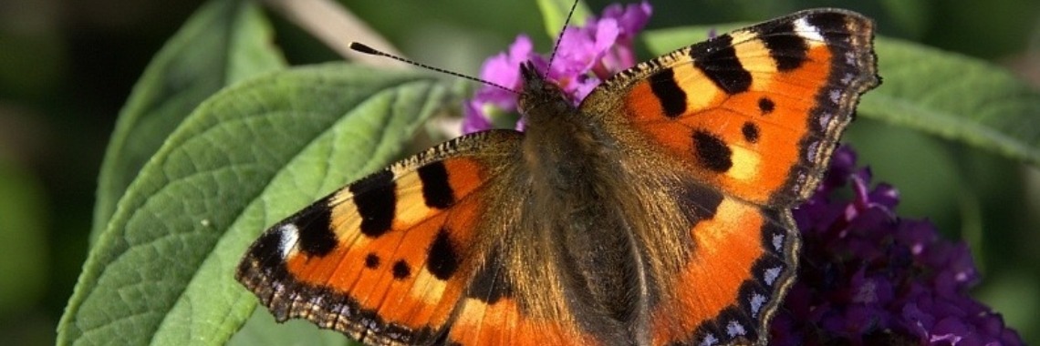 Vlinders fladderen - Yoors - Waarom Fladderen Vlinders In Plaats Van Dat Ze Vliegen