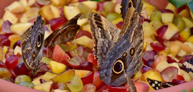 Wat Eten Vlinders In De Winter