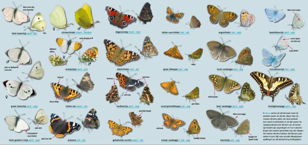vlindersoorten lijst - Google zoeken | Vlinders, Natuur, Insecten - Hoeveel Soorten Vlinders Zijn Er In Nederland