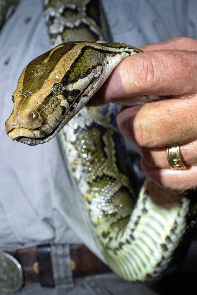 Vocabulary in Context: Invasive Pythons - The New York Times - Hoe Vaak Gaat De Python Over De Kop