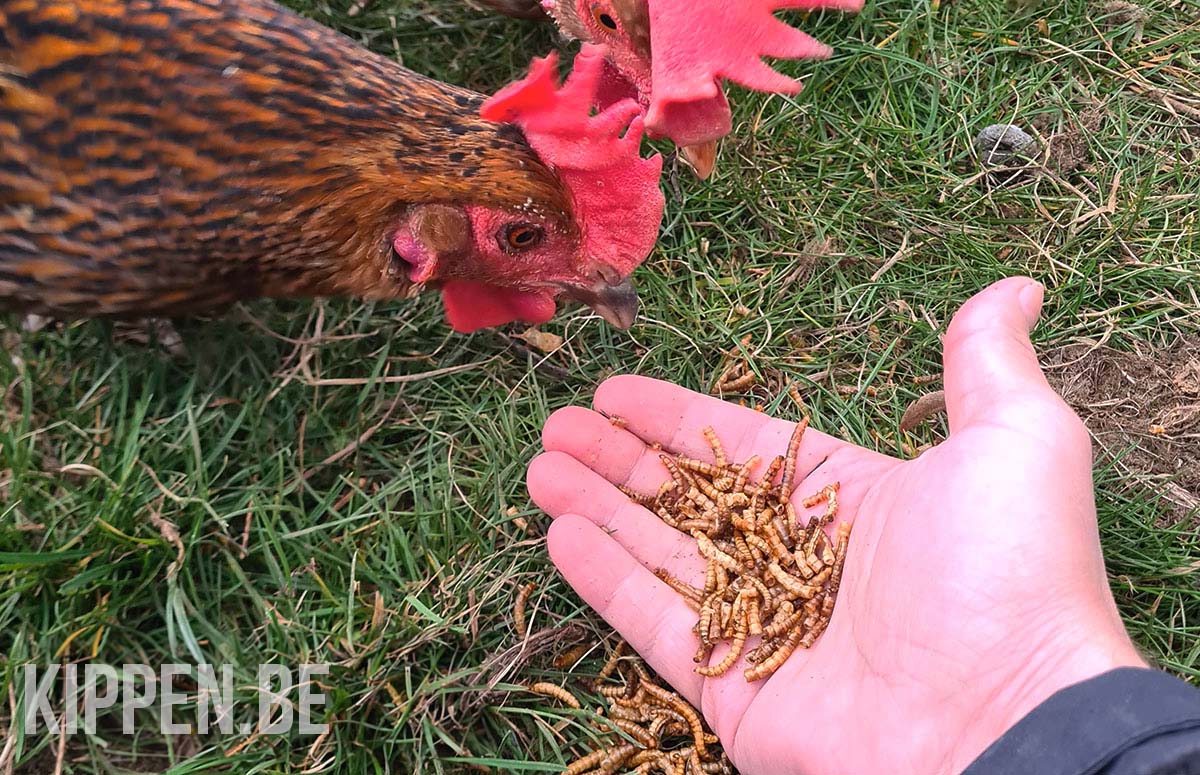Voeding - Kippen.be - Wat Eten Kippen In Het Wild