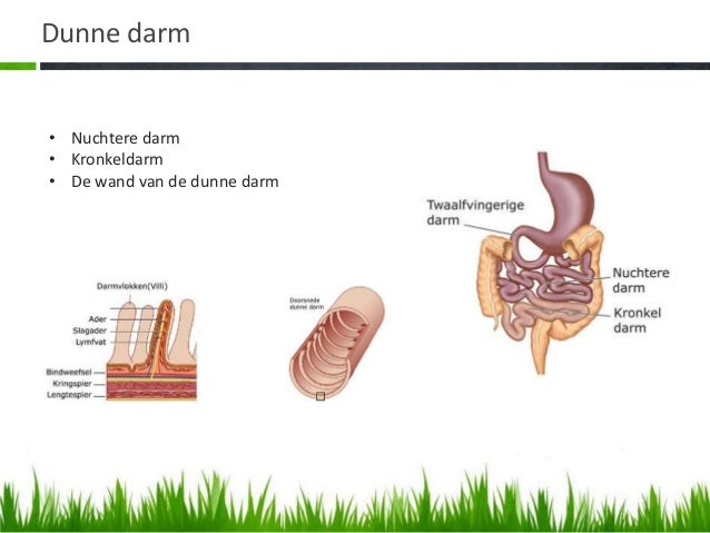 Wat Is De Functie Van De Dikke Darm