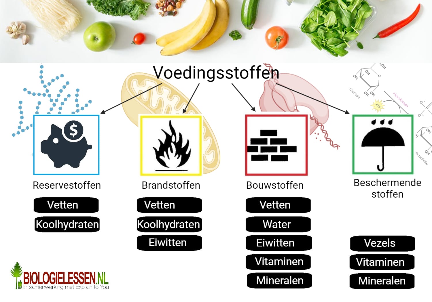 Wat Is Het Verschil Tussen Voedingsmiddelen En Voedingsstoffen