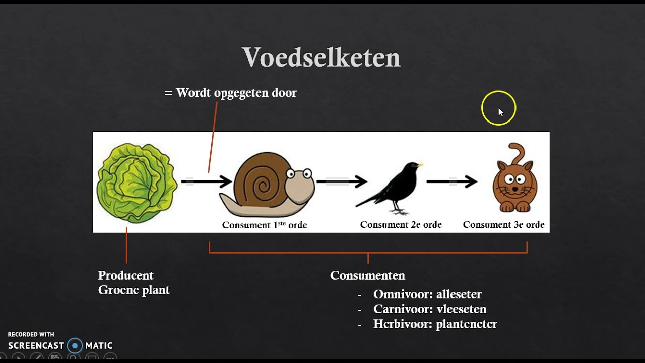 Wat Is Het Verschil Tussen Een Voedselketen En Een Voedselweb