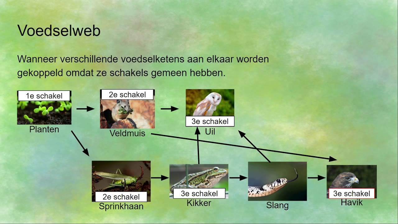 Voedselrelaties, Voedselketens en Voedselwebben - YouTube - Welk Dier Is Producent Van Kasjmierwol