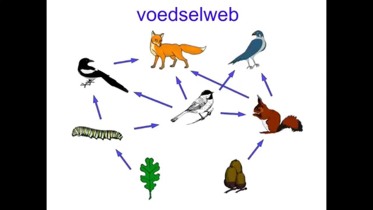 Wat Leer Je Bij Biologie