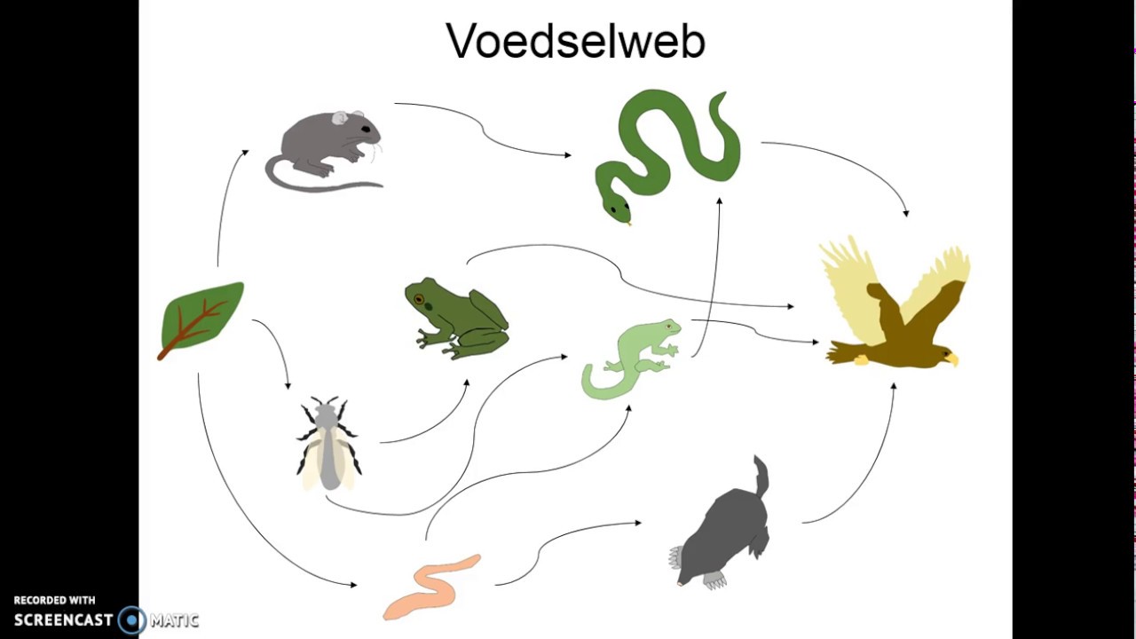 Voedselrelaties - YouTube - Wat Is Het Verschil Tussen Een Voedselketen En Een Voedselweb