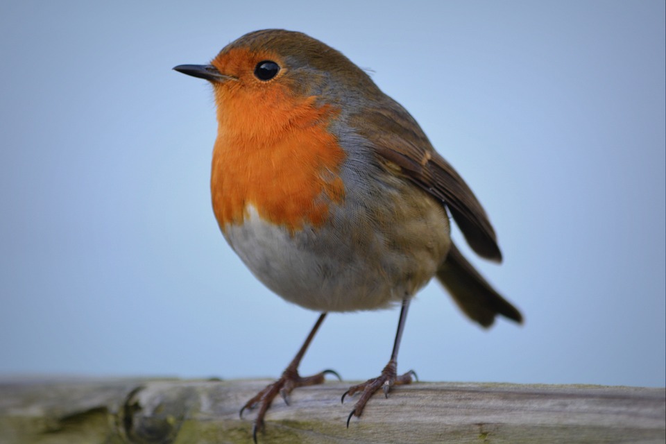 vogel - Vogel Oranje Buik Zwarte Kop