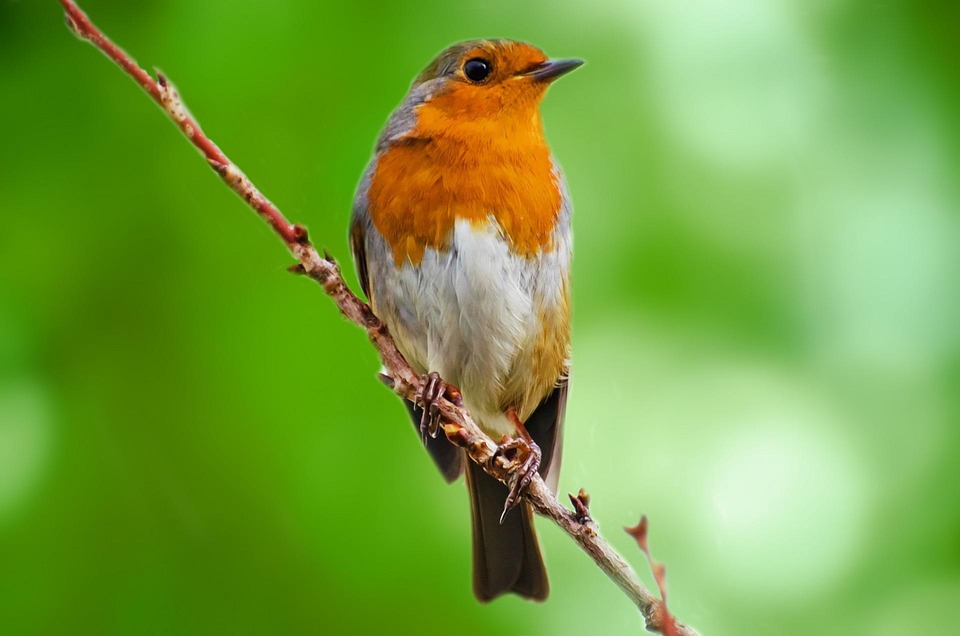Vogel Tier Aviator · Kostenloses Foto auf Pixabay - Vogel Die Achteruit Kan Vliegen