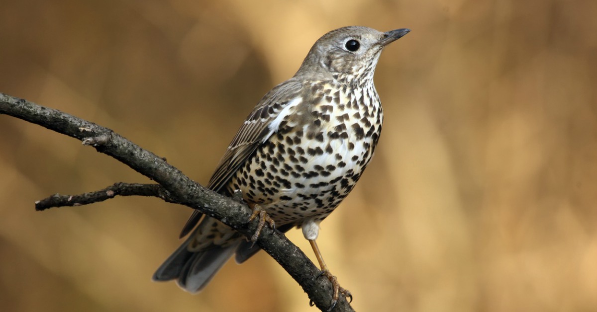 Vogels In De Tuin Herkennen