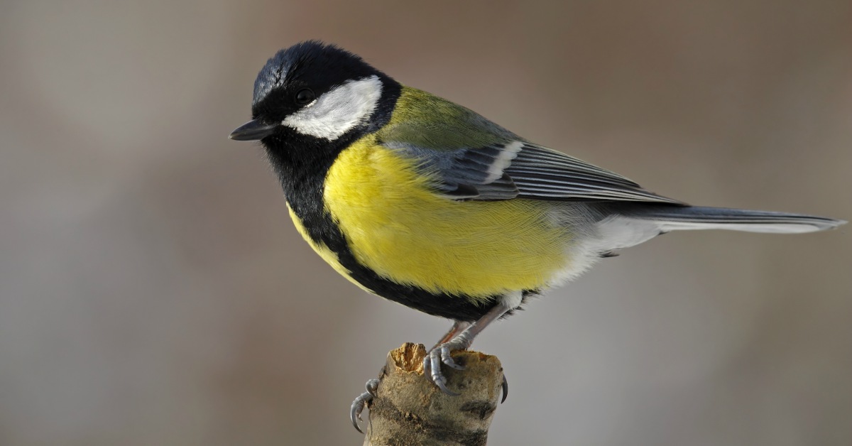 Vogels In De Tuin Herkennen: 27 Prachtige Tuinvogels Op Een Rij - Vogels In De Tuin Herkennen