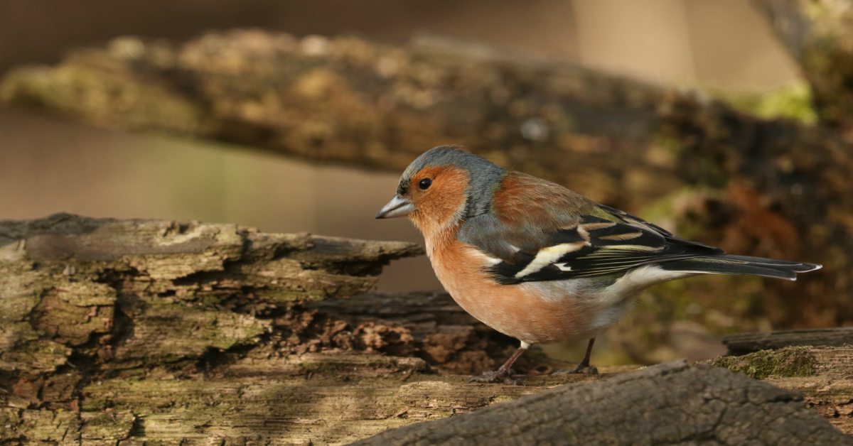 Vogels In De Tuin Herkennen: 27 Prachtige Tuinvogels Op Een Rij - Vogels In De Tuin Herkennen