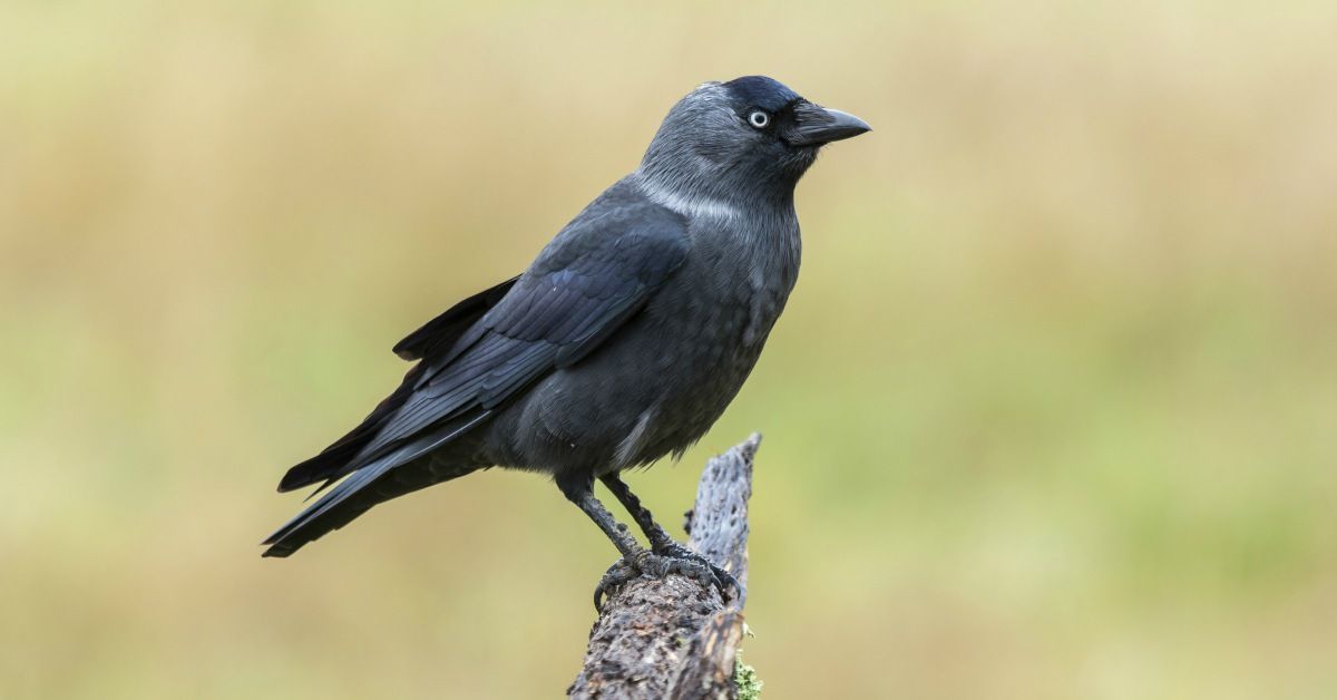 Vogels In De Tuin Herkennen: 27 Tuinvogels & Info - Buitenlevengevoel - Tuinvogels Herkennen Vogels In De Tuin