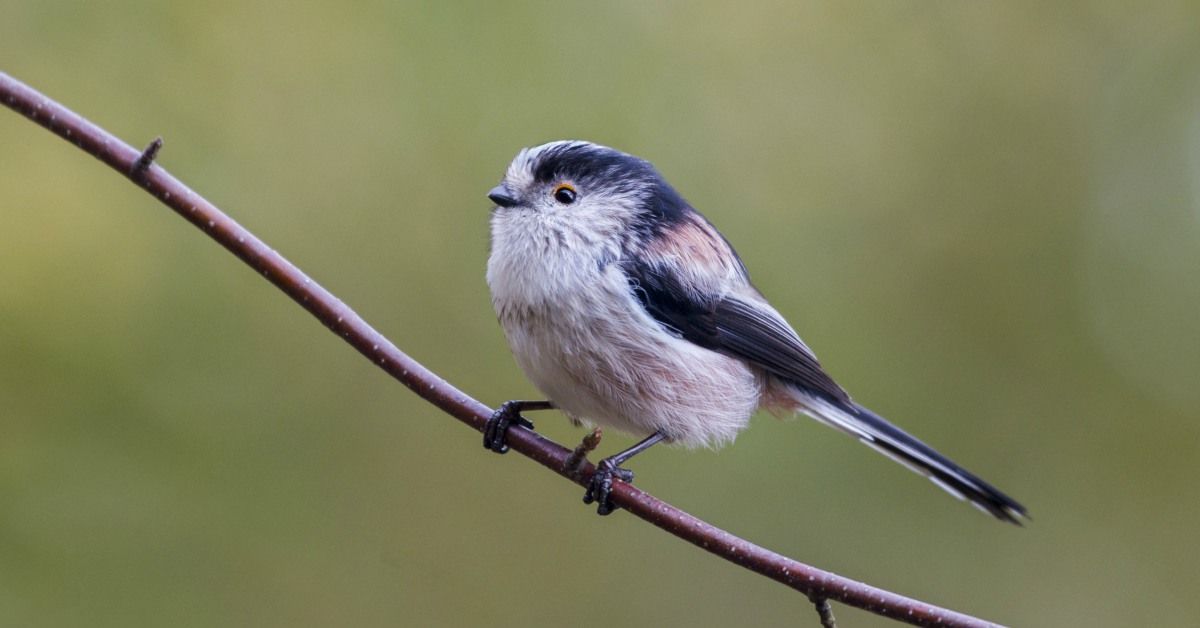 Tuinvogels Herkennen Vogels In De Tuin