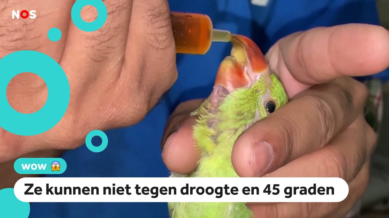 Vogels vallen uit de lucht door hitte in India - YouTube - Vogels Vallen Dood Uit De Lucht