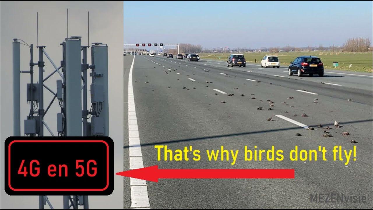 Vogels vallen uit de lucht. - YouTube - Vogels Vallen Dood Uit De Lucht